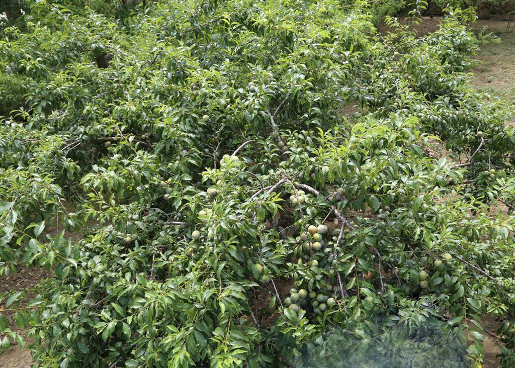 Sa House Bac Ha Apartman Kültér fotó